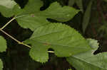 White mulberry